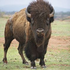 a large bison standing on top of a grass covered field