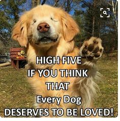 a dog with its paws up in the air, saying high five if you think that every dog deserves to be loved