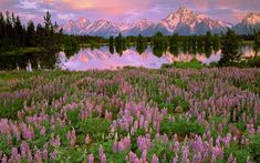 purple flowers in the foreground with mountains in the background