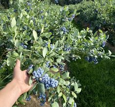 a hand is picking blueberries from a bush