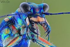 a close up of a colorful insect with long antennae and large, black eyes on it's head