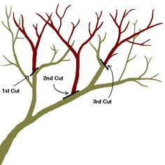 the parts of a tree that are labeled in red and green, including two branches