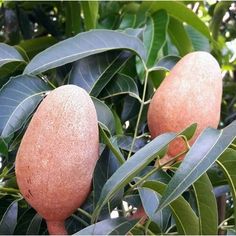 some fruit is growing on the tree outside