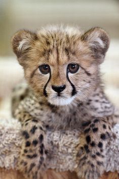 a small cheetah cub sitting on top of a pile of fur and looking at the camera