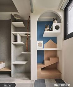 two cats sitting on top of shelves in a room with blue walls and wood flooring