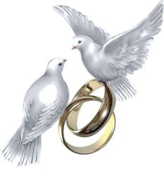 two white birds standing next to each other on top of a wedding band and ring