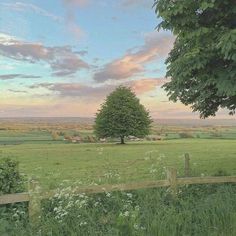 a large tree in the middle of a field near a wooden fence and some grass