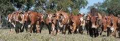 a herd of brown cows walking across a grass covered field with trees in the background