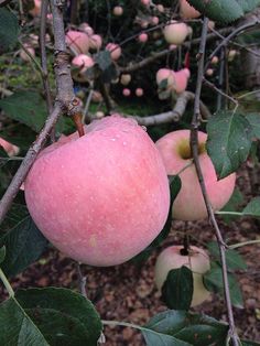 an apple tree filled with lots of ripe apples