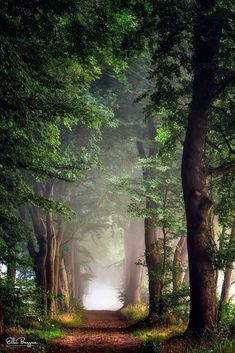 a dirt road surrounded by trees in the middle of a forest with light coming through