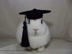 a white rabbit wearing a black graduation cap and tassel on its head, sitting in front of a white backdrop