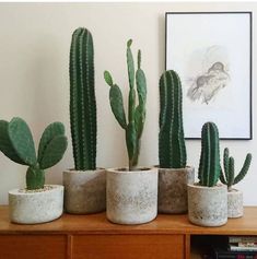 four cactus plants in cement pots sitting on a wooden table next to a framed photograph