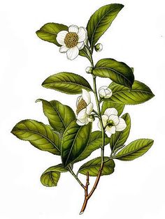 an illustration of a plant with white flowers and green leaves