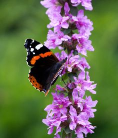 an orange and black butterfly on purple flowers