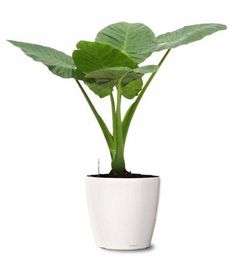 a potted plant with green leaves in it