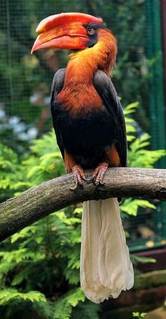 a colorful bird sitting on top of a tree branch