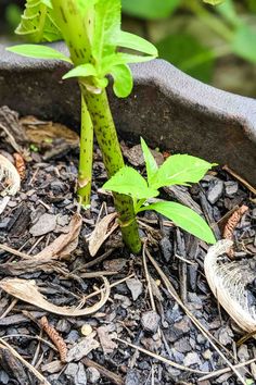 a close up of a plant growing out of the ground with dirt and rocks around it