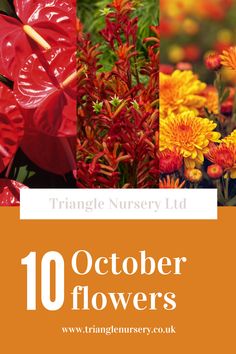 flowers with the title triangle nursery ltd 10 october flowers in orange, yellow and red