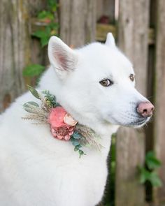 a white dog wearing a flower collar in front of a wooden fence with greenery