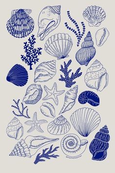 blue sea shells and corals on a white background