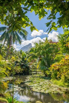 a pond surrounded by lush green trees and plants with mountains in the backround