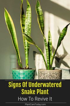 three potted plants with the words signs of underwater snake plant how to revive it