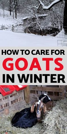 goats in winter with text overlay how to care for goats in winter