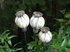 three white pumpkins sitting on top of green plants