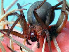 a large spider sitting on top of an apple