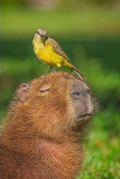 a small yellow bird sitting on top of a capybara