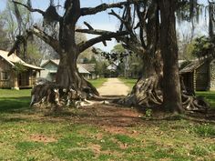 an old tree that has been cut down in the middle of a dirt road with houses behind it