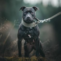 a black dog with a white collar and leash is standing in the grass, looking at the camera