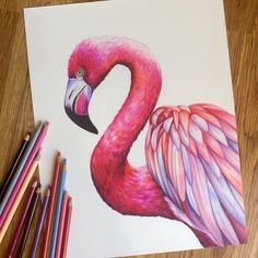 a drawing of a flamingo with colored pencils next to it