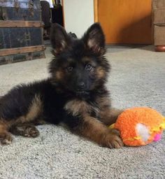 a puppy laying on the floor with a toy