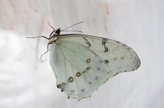 a white butterfly sitting on top of a window sill