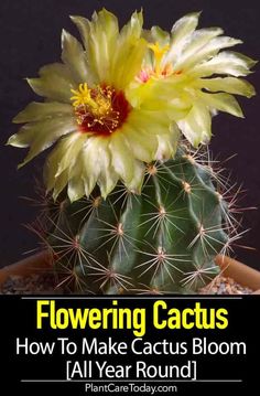 a yellow flower sitting on top of a green plant in a pot with text reading flowering cactus how to make cactus bloom all year round