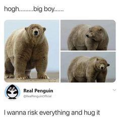 two pictures of a bear with captioning that it's really big boy