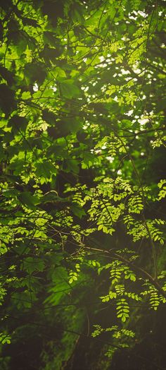 sunlight shining through the leaves of a tree