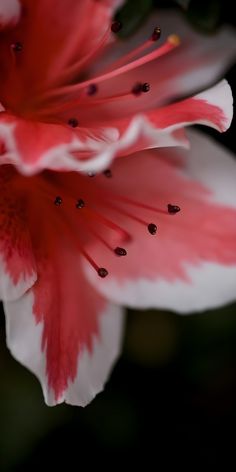 a close up view of a red and white flower