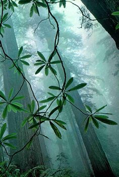 Green leaves, trees Coast Redwood, Redwood National Park, Foto Art, Walk In The Woods, Tree Forest, Enchanted Forest, In The Forest