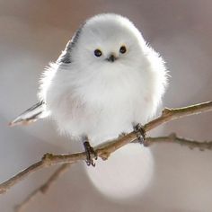 a small white bird sitting on top of a tree branch in front of the camera