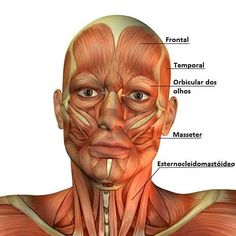 an image of the muscles and their major facial structures on a man's face