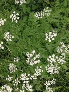 some white flowers and green leaves in the grass