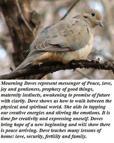 a bird sitting on top of a tree branch next to a quote from the book morning doves represent messenger of peace, love