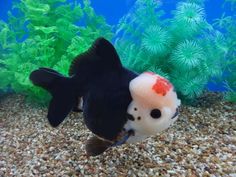 a black and white fish in an aquarium