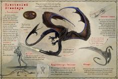 an image of a page with information about the different types of dragon's wings