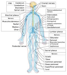 the nervous system labeled in spanish and english, with all its major branches labelled below