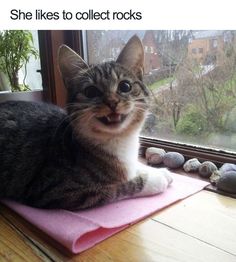 a cat sitting on top of a pink mat next to a window sill with the caption she likes to collect rocks