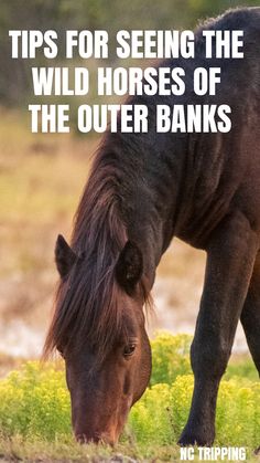 a brown horse eating grass with the words tips for seeing the wild horses of the outer banks