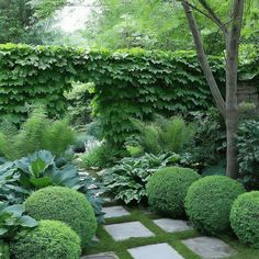 a garden with lots of green plants and rocks